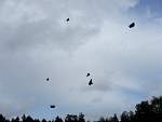 DSCF1413.jpg