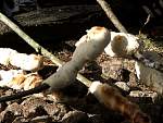DSCF1448.jpg